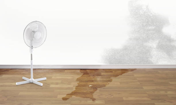 Best Local water damage restoration  in Homestead Meadows North, TX